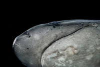 Shark: Oregon Coast Aquarum, Newport Oregon