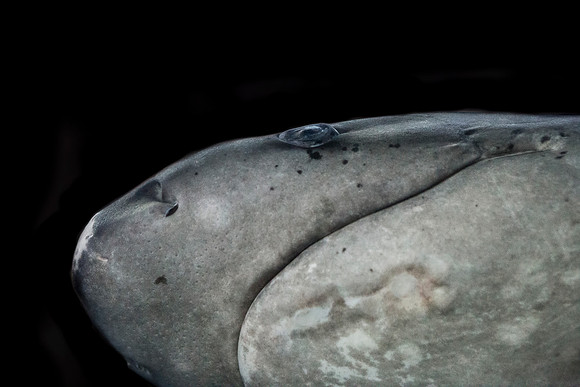 Shark: Oregon Coast Aquarum, Newport Oregon