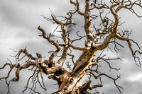 Old Tree: Scotland