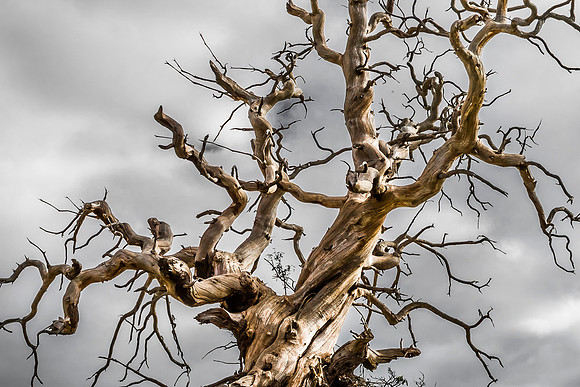 Old Tree: Scotland