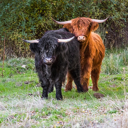 Highland Cattle: Scotland