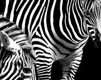 Zebras: Woodland Park Zoo- Seattle Washington