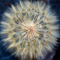 Dandelion Top: Bellevue Washington