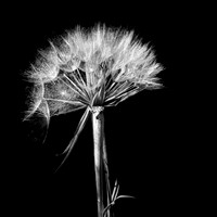 Dandelion Top: Bellevue Washington