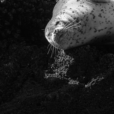 Steller Sea Lion- Oregon Coast