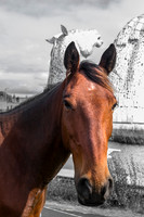 Horse at Magical Kelpies art scullpture-  between the Scottish towns of Falkirk and Grangemouth