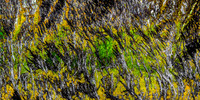 Side of log at Beach: Oregon