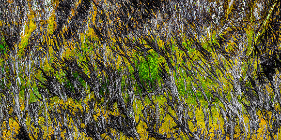 Side of log at Beach: Oregon