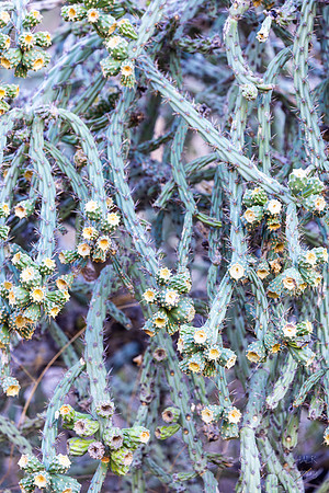 Staghorn Cholla Cactus- Linda Vista Trail - Oro Valley