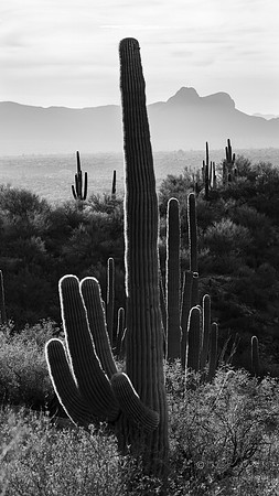 Saguaro Cactus- Linda Vista Trail- Oro Valley