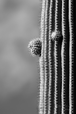 Saguaro Cactus- Linda Vista Trail- Oro Valley