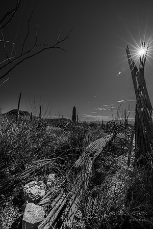 Saguaro Cactus Skeleton- Arizona Sonora Desert Museum