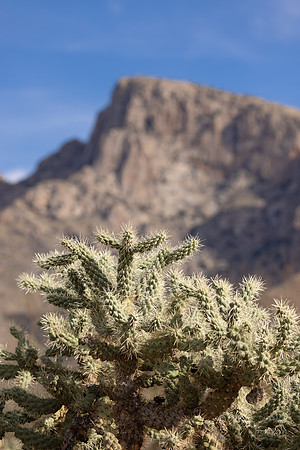 Linda Vista Trail - Oro Valley- Chain-fruit Cholla- Jumping Cholla