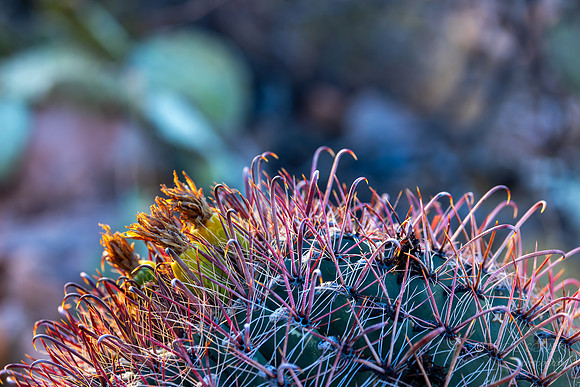 Barrel Cactus- Linda Vista Trail - Oro Valley