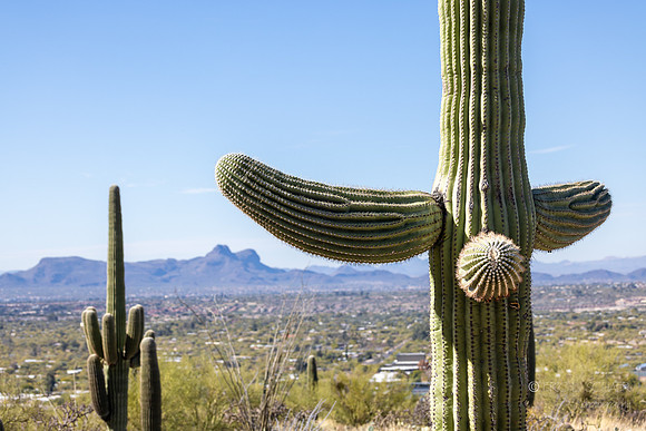 Saguaro Cactus Linda Vista Trail - Oro Valley