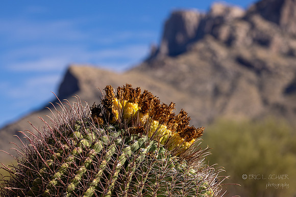 Barrel Cactus- Linda Vista Trail - Oro Valley