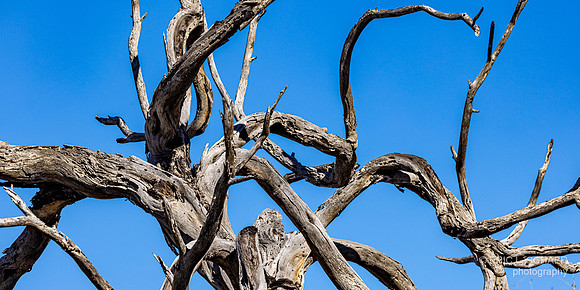 January: Big Morongo Canyon- Morongo Valley Calif.