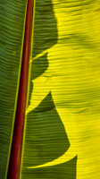 California-Pismo Beach Banana Leaf