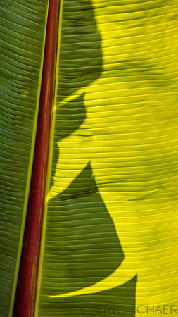 California-Pismo Beach Banana Leaf