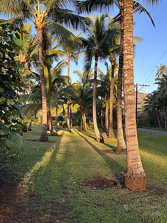 I-Phone: View of Palm Trees Fern Grotto Inn, Kapa'a