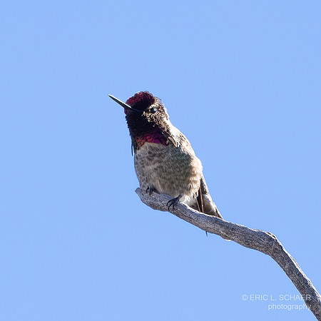 Anna’s Hummingbird
