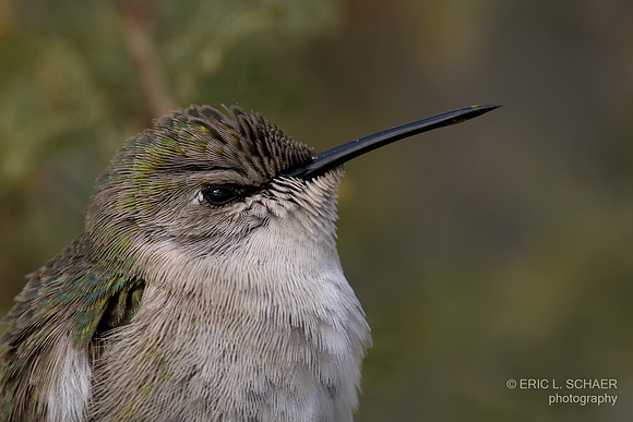 Costa's Hummingbird