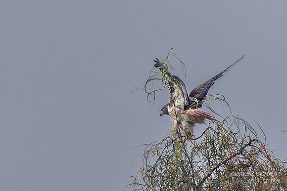 Red Tailed Hawk