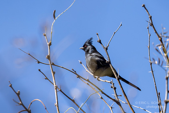 Phainopepla