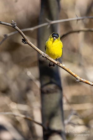 Lesser Goldfinch