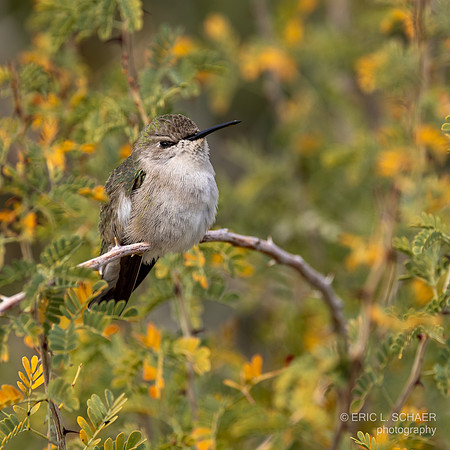 Costa's Hummingbird