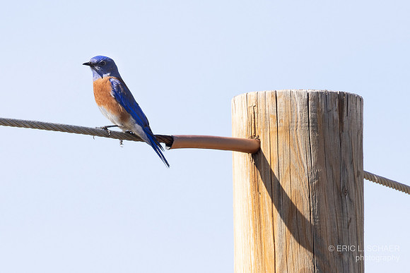 Western Bluebird