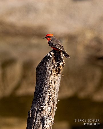 Vermillion Flycatcher