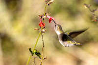 Anna's Hummingbird- (Sonora Desert Gardens) Tucson Arizona