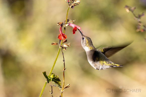 Anna's Hummingbird- (Sonora Desert Gardens) Tucson Arizona