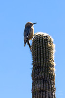 Gila Woodpecker (Saguaro National Park) Tucson Arizona