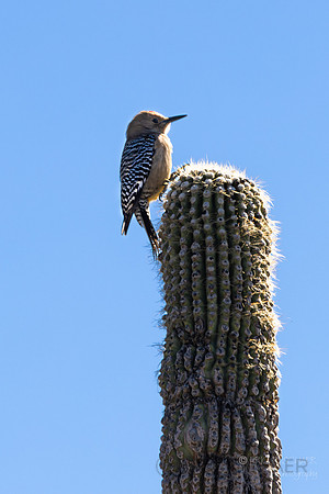 Gila Woodpecker (Saguaro National Park) Tucson Arizona