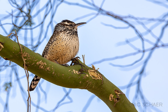 Cactus Wren- Cactus Wren- Tucson Arizona