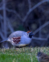 Gambel's Quail- Tucson Arizona