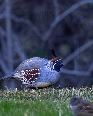 Gambel's Quail- Tucson Arizona