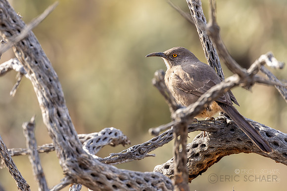Curve-Billed Thrasher- (Oro Valley) Tucson Arizona