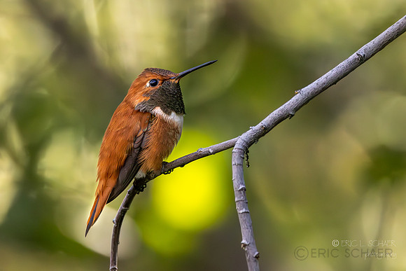 Rufous Hummingbird (Captivity- Sonora Desert Gardens / Museum) Tucson Arizona