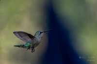 Anna's Hummingbird (Captivity- Sonora Desert Gardens / Museum) Tucson Arizona