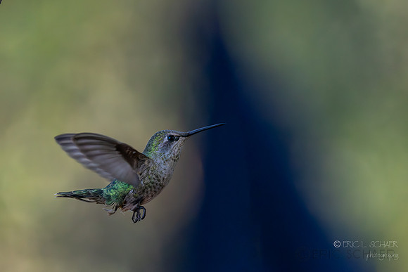 Anna's Hummingbird (Captivity- Sonora Desert Gardens / Museum) Tucson Arizona