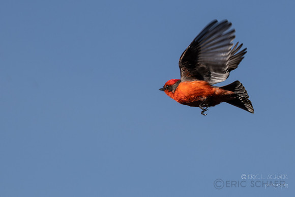 Vermillion Flycatcher -(Sweetwater Wetlands) Tucson Arizona