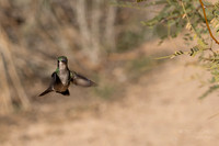 Anna's Hummingbird-Tucson Arizona