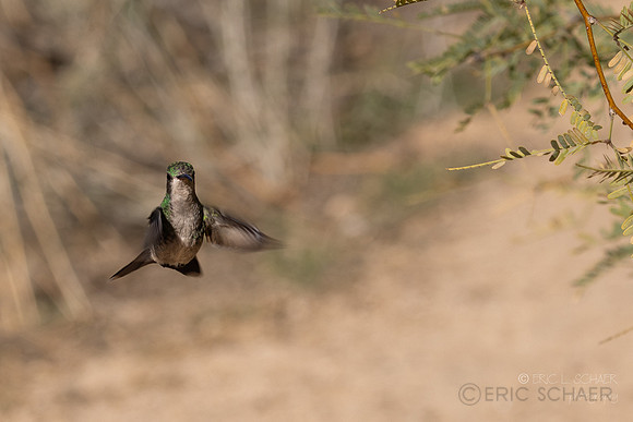 Anna's Hummingbird-Tucson Arizona