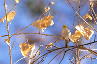 Verdin- (Sweetwater Wetlands) Tucson Arizona