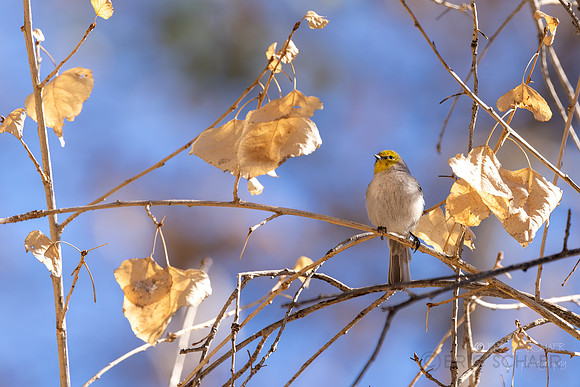 Verdin- (Sweetwater Wetlands) Tucson Arizona