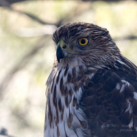 Cooper's Hawk- (Sweetwater Wetlands) Tucson Arizona