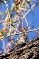Ladder-backed Woodpecker- (Sweetwater Wetlands) Tucson Arizona